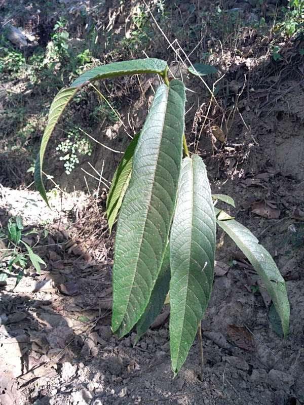 tree image