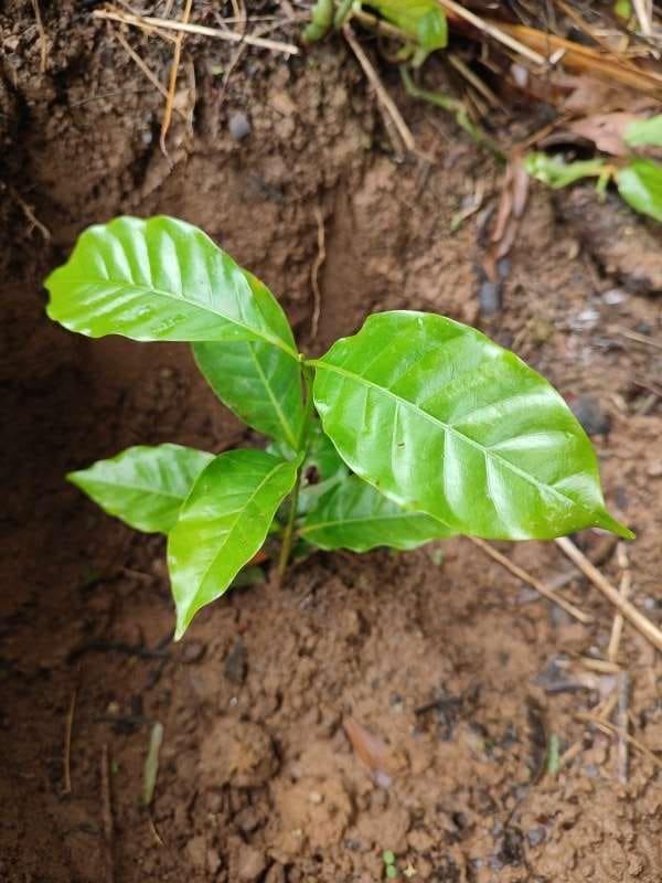 tree image