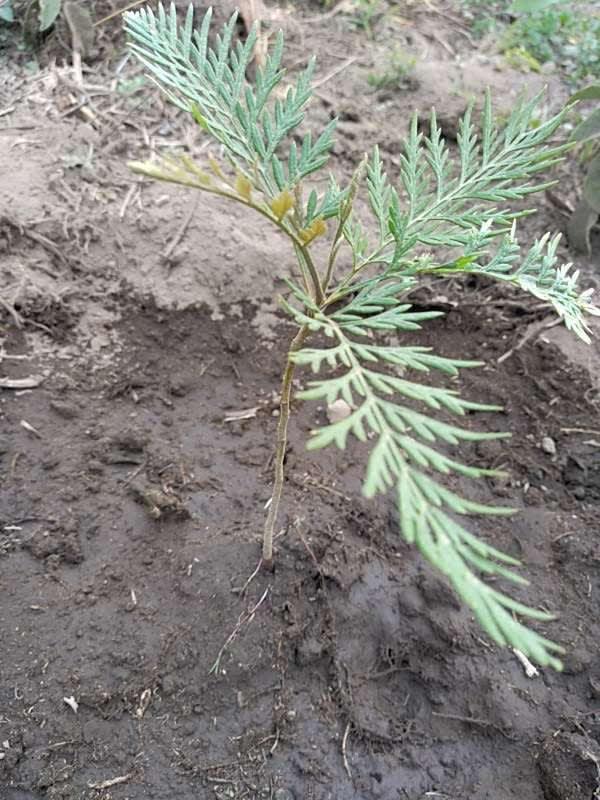 tree image