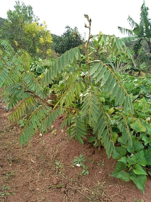 tree image