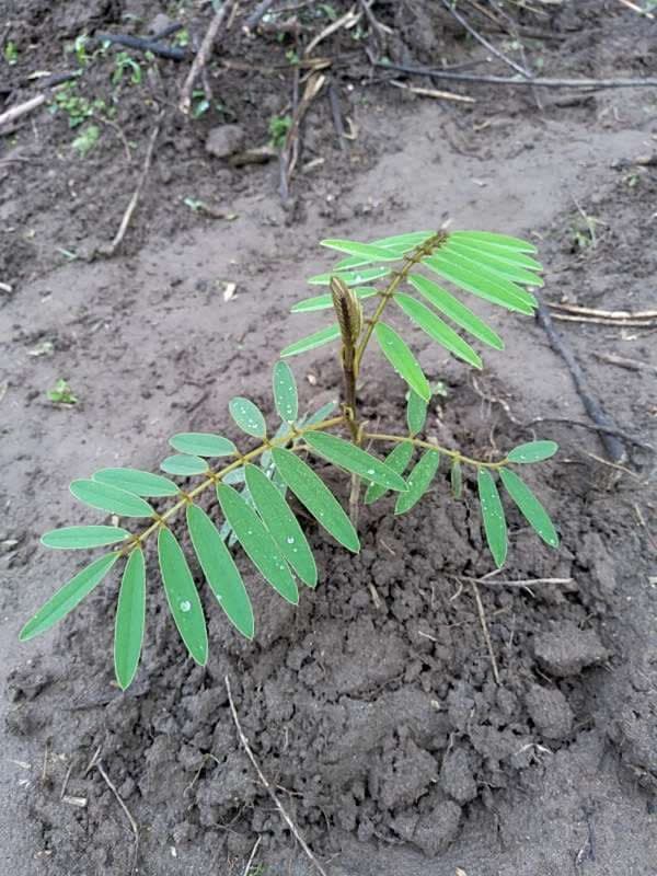 tree image