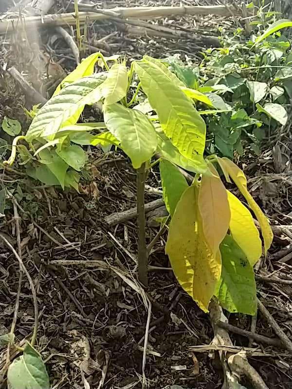 tree image