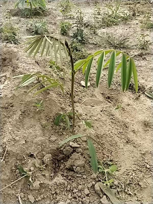 tree image
