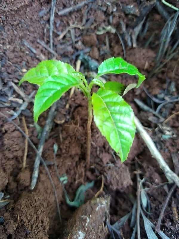 tree image