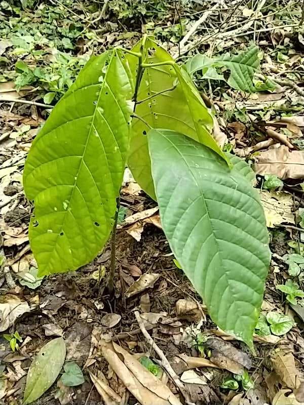 tree image