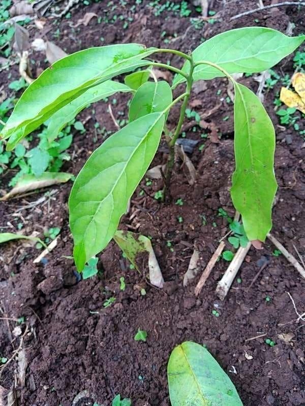 tree image