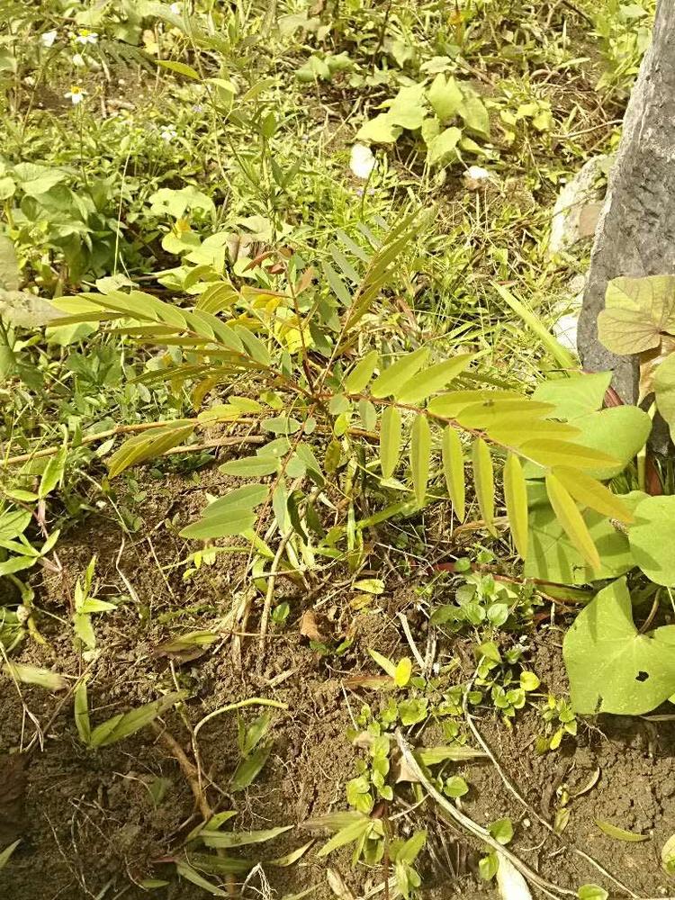 tree image