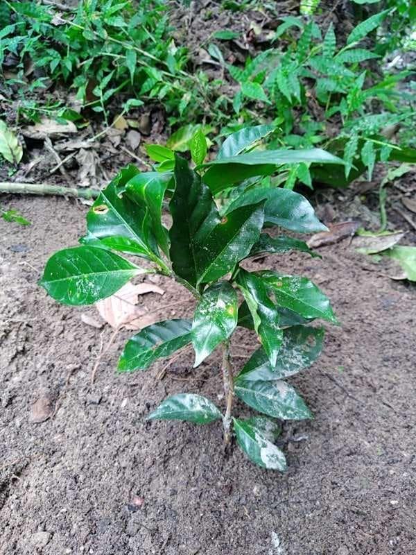 tree image