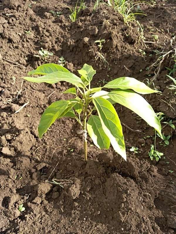 tree image