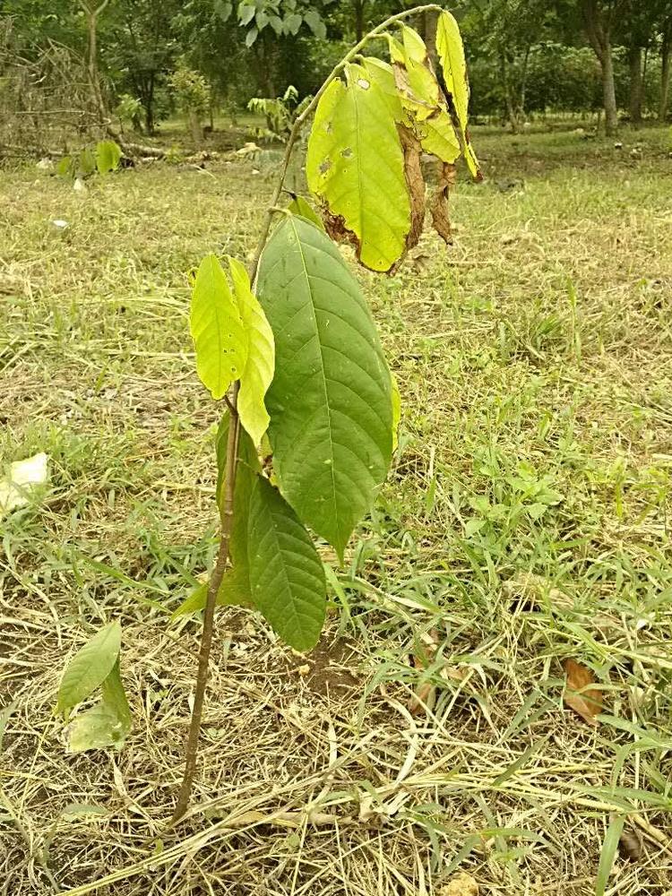 tree image
