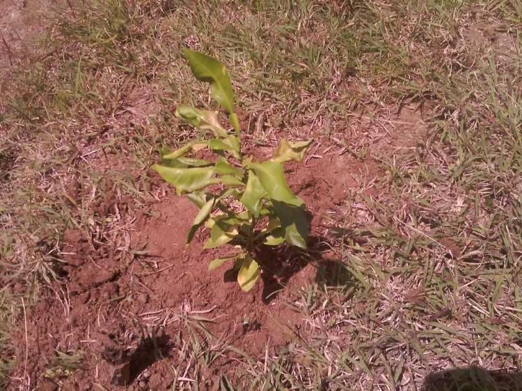 tree image
