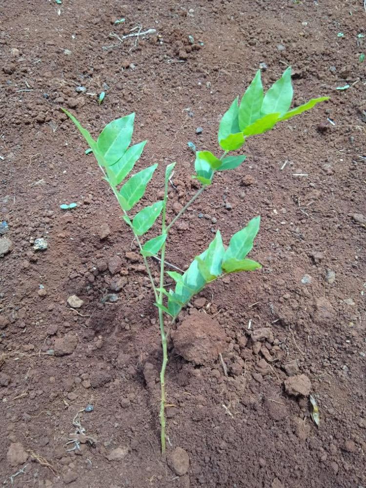 tree image