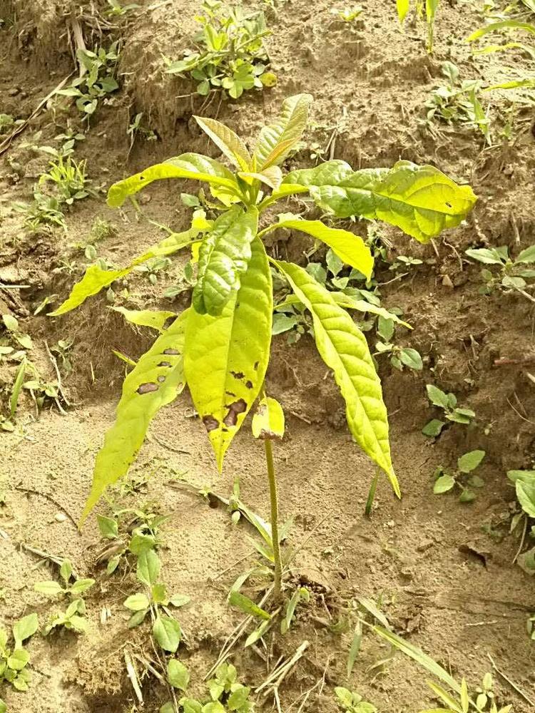 tree image