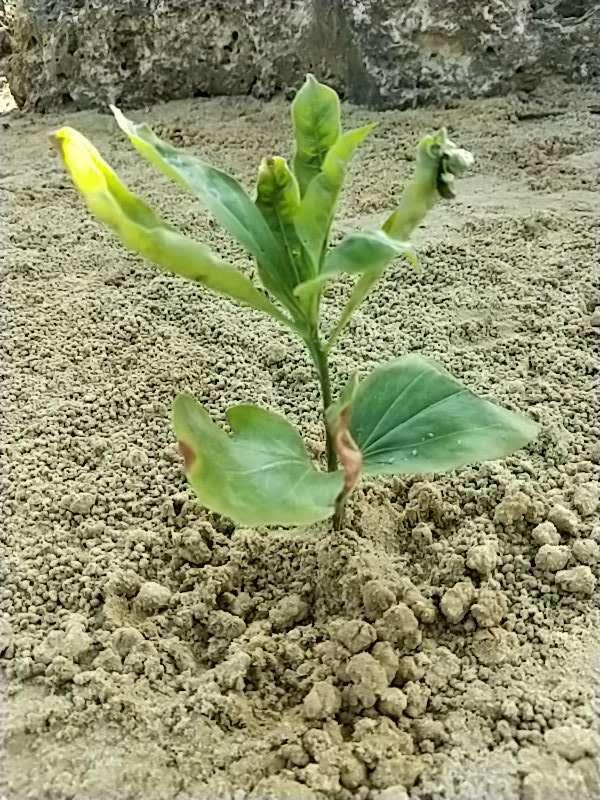 tree image