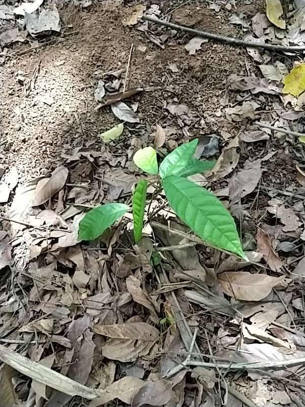tree image