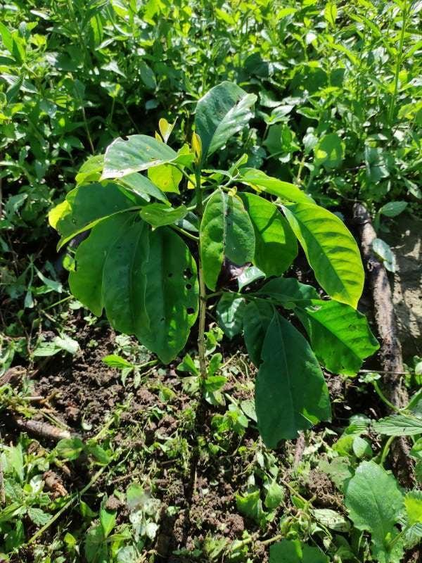 tree image