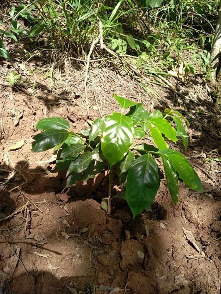 tree image