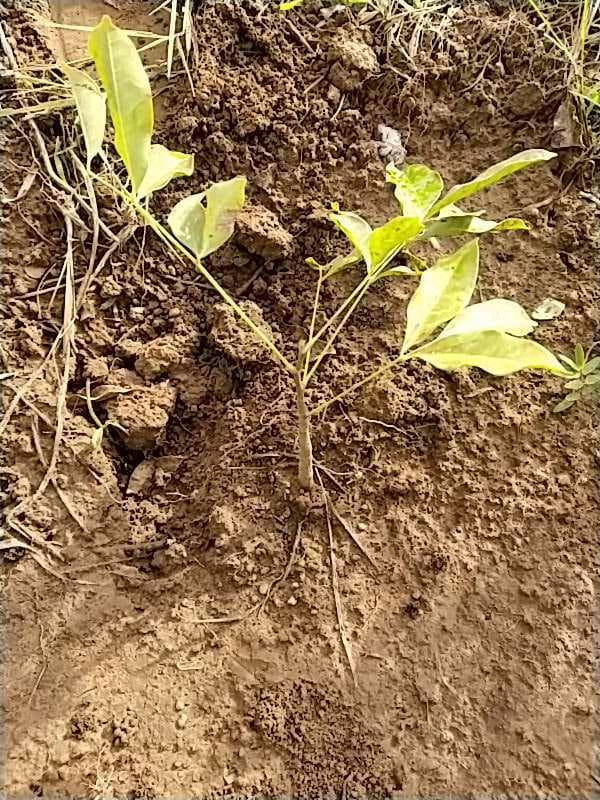 tree image
