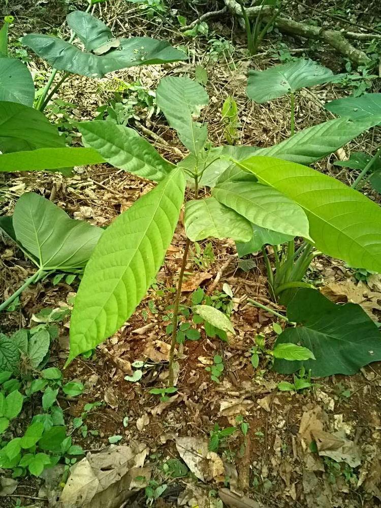 tree image