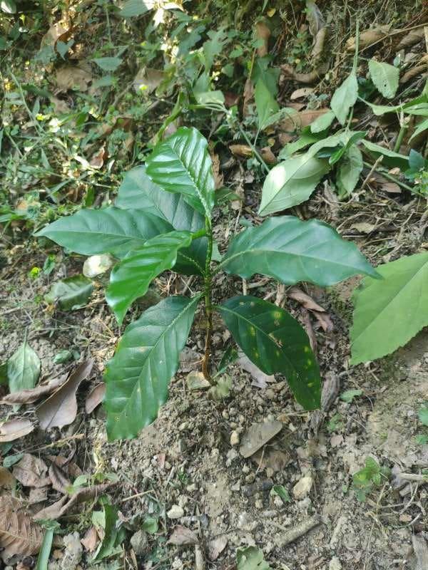 tree image