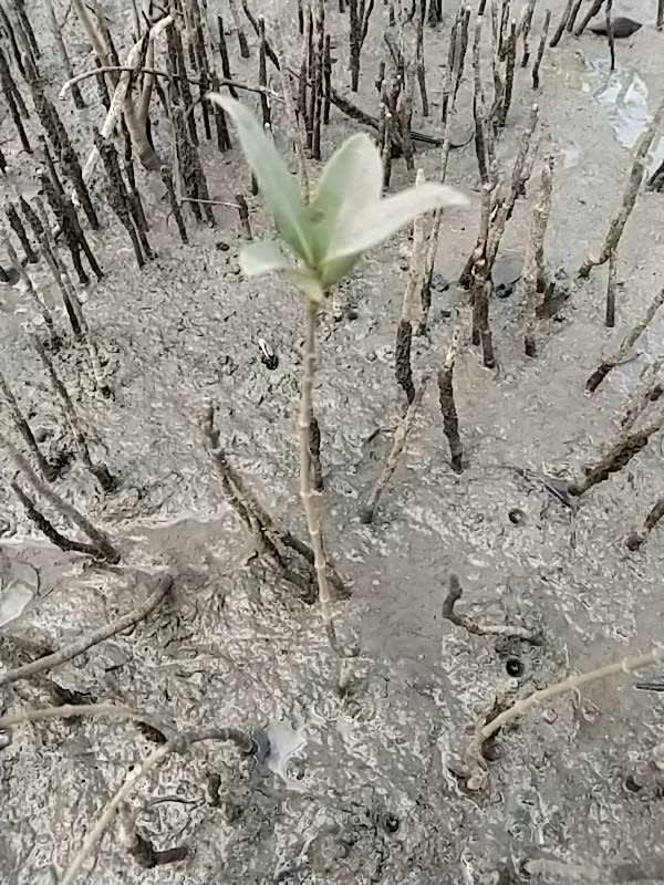 tree image
