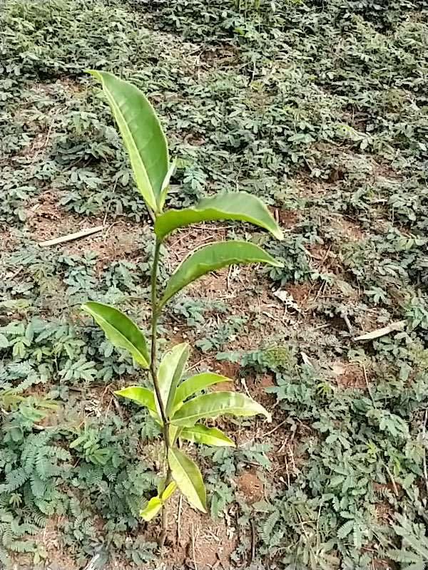 tree image