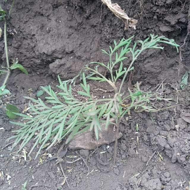 tree image