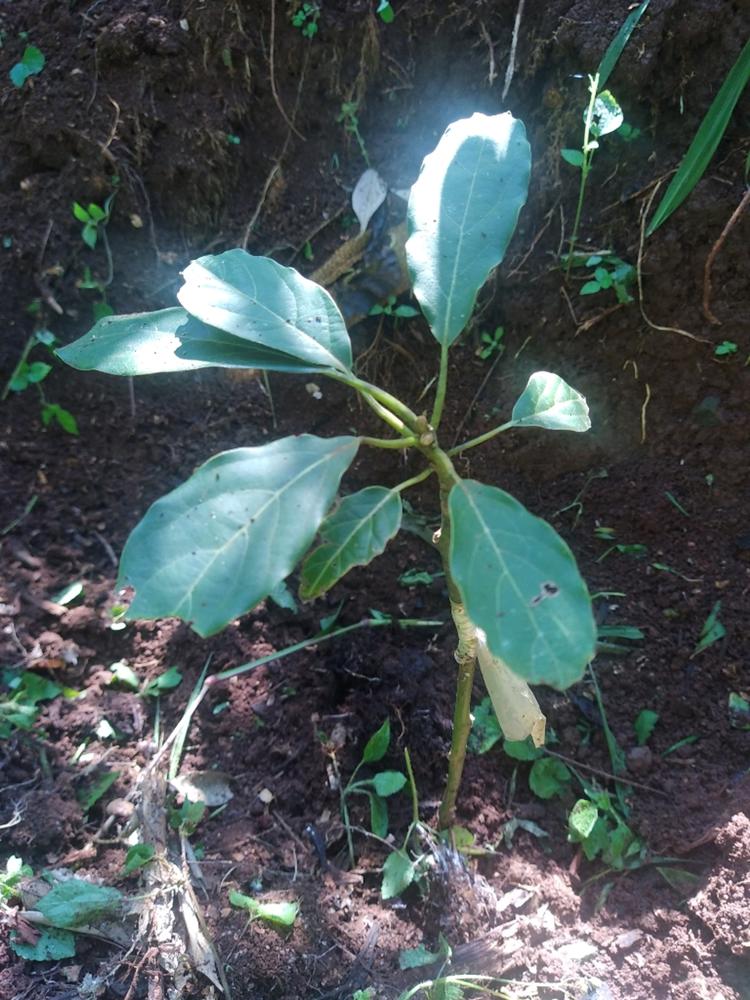 tree image