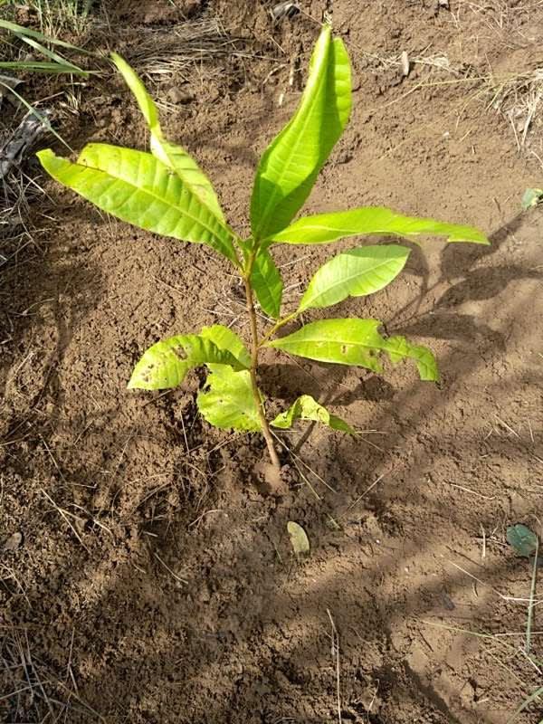 tree image