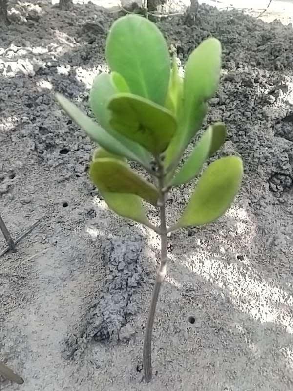 tree image
