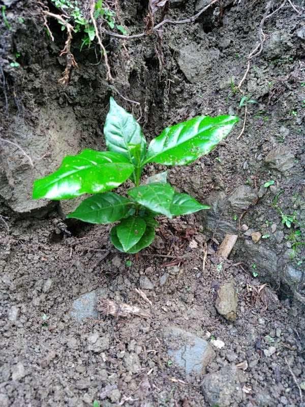 tree image