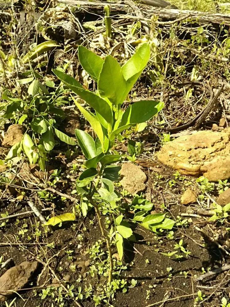tree image