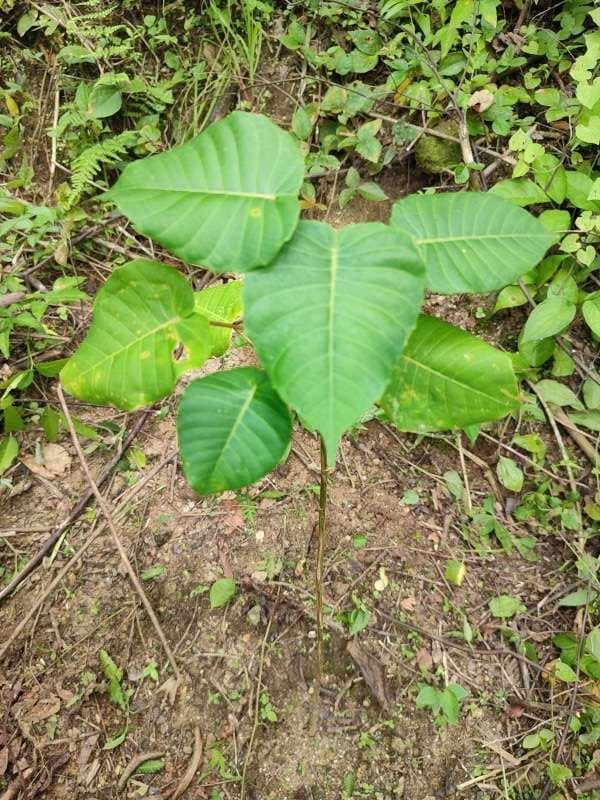 tree image