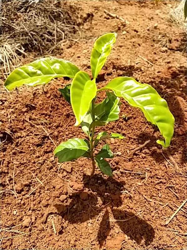 tree image