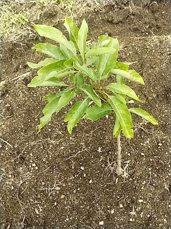 tree image