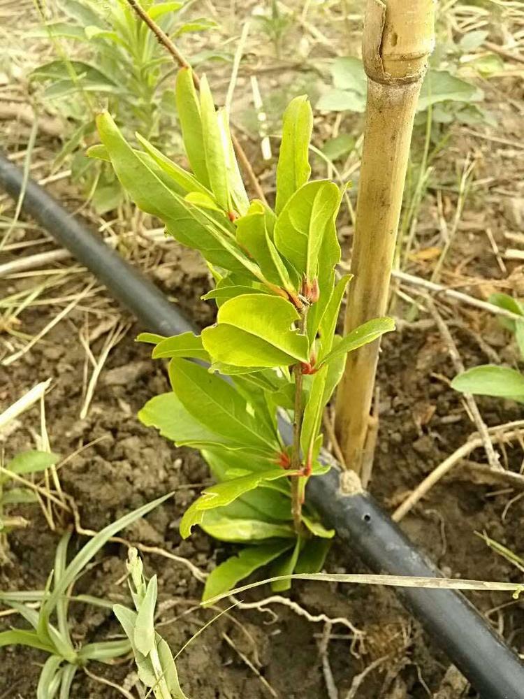 tree image