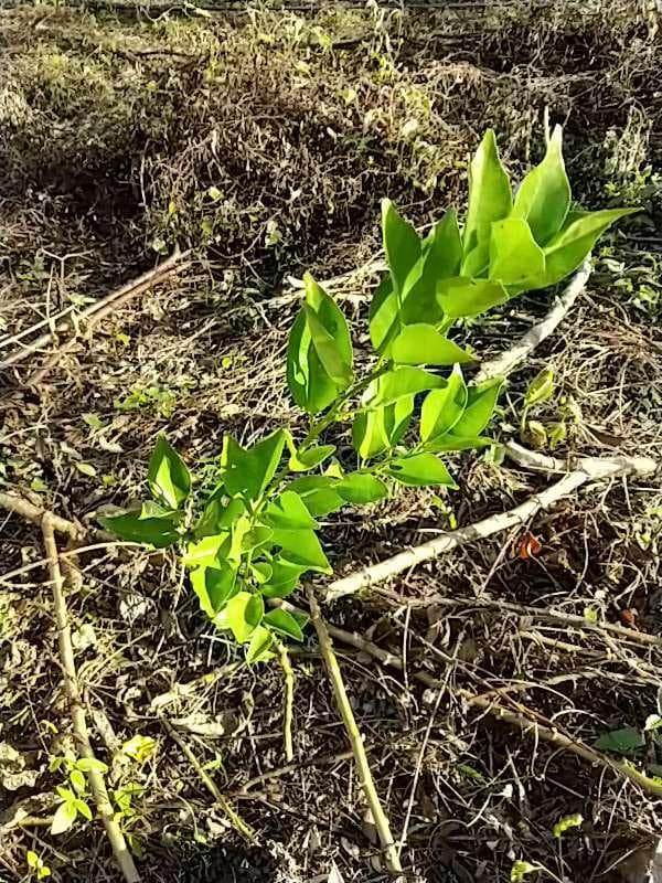 tree image