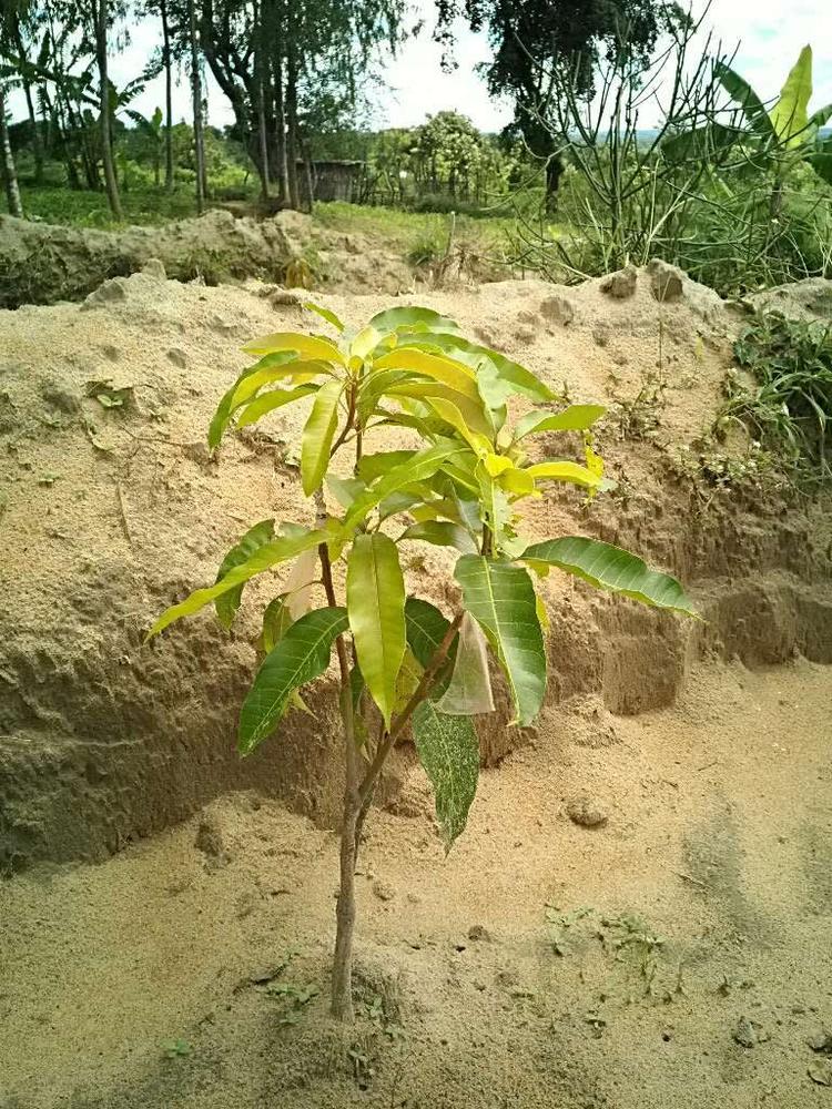 tree image
