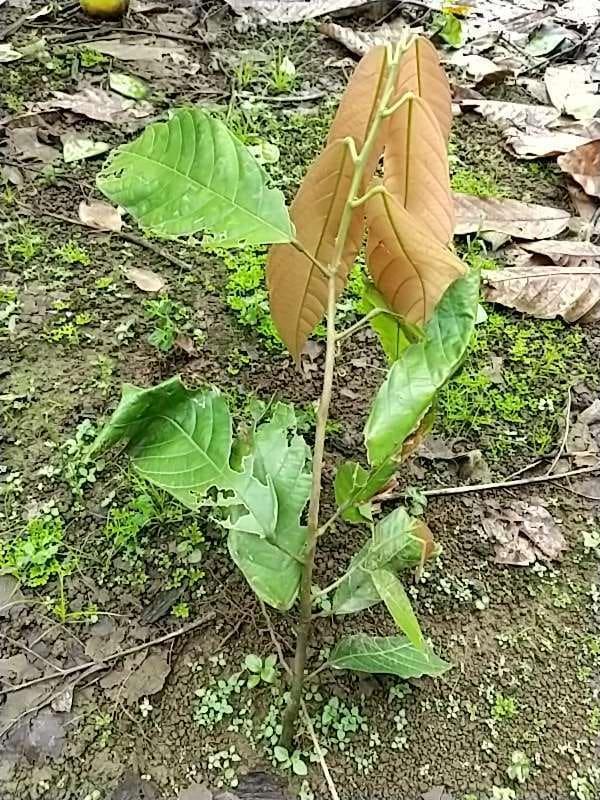tree image