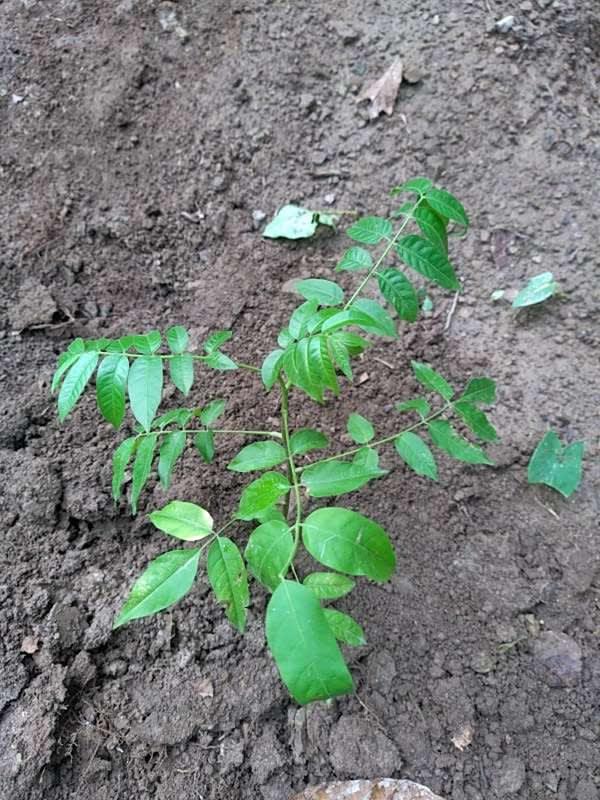 tree image