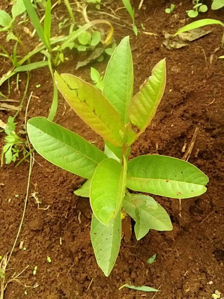 tree image