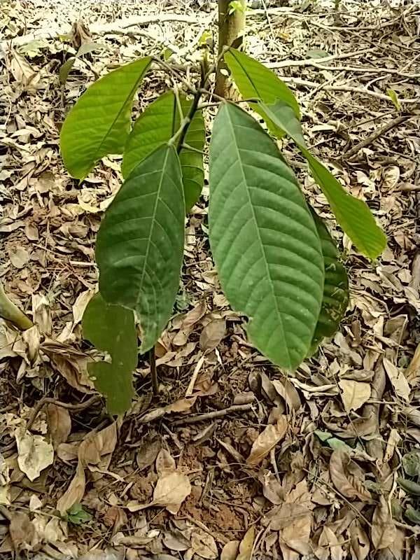 tree image