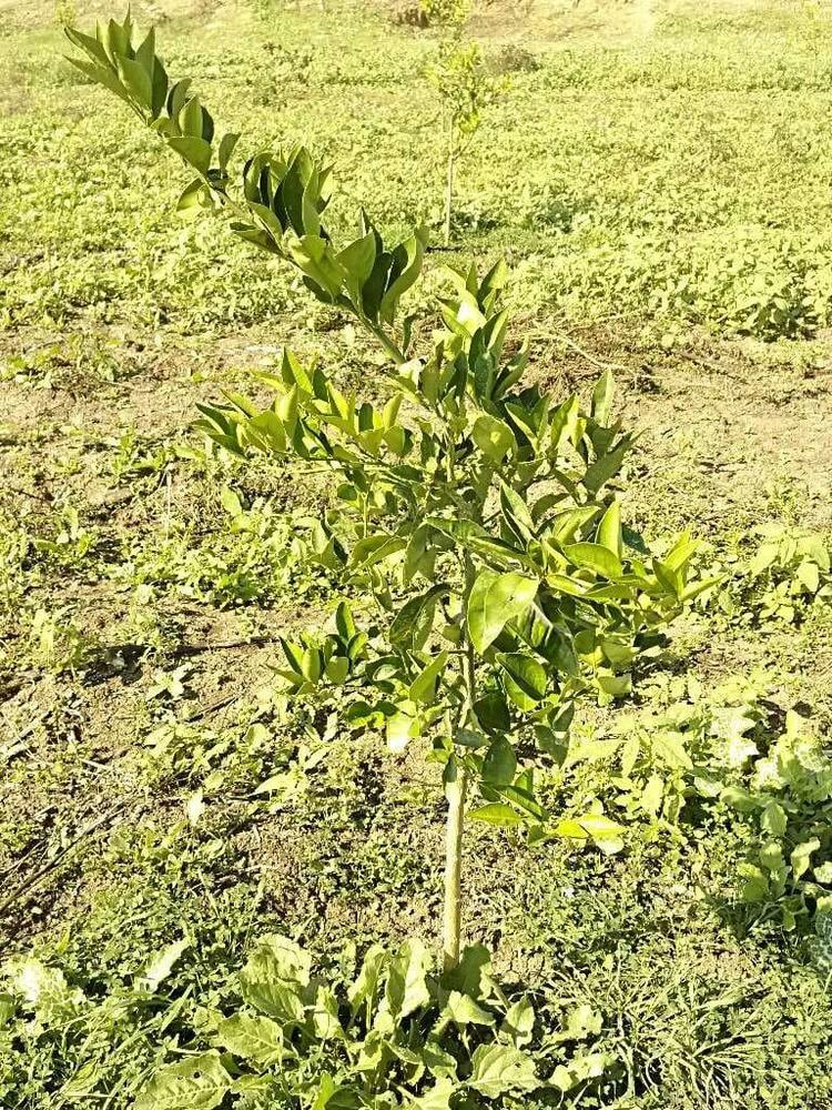 tree image