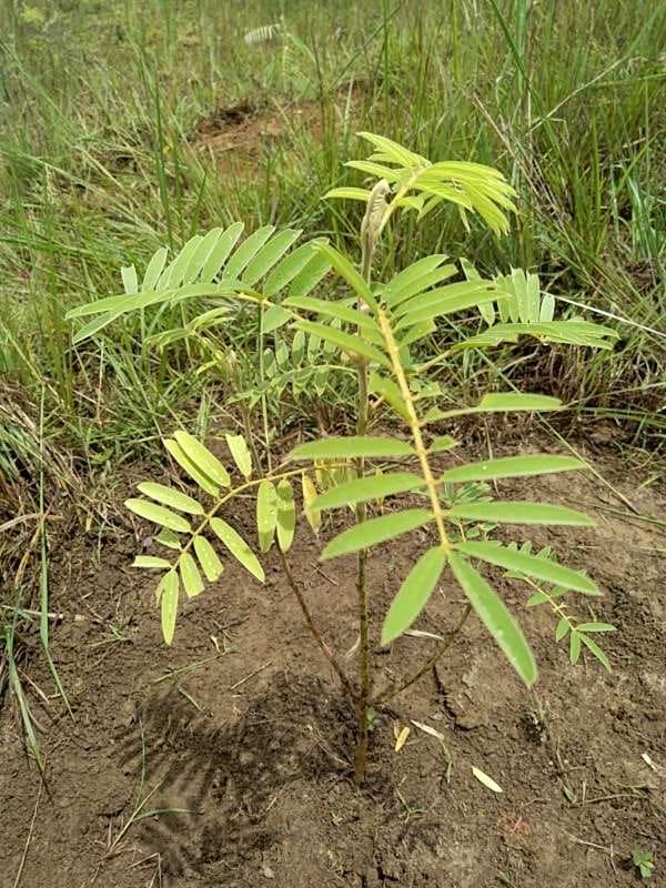 tree image