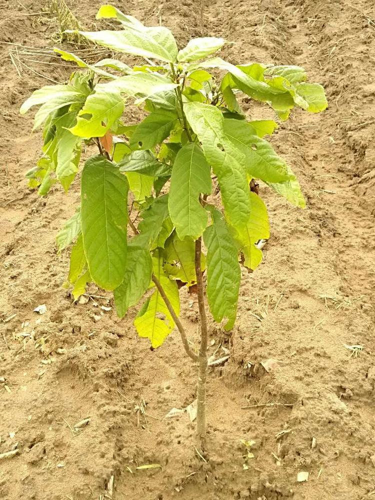 tree image