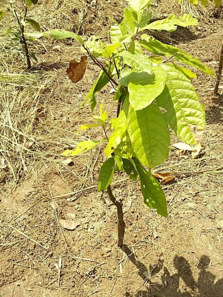 tree image