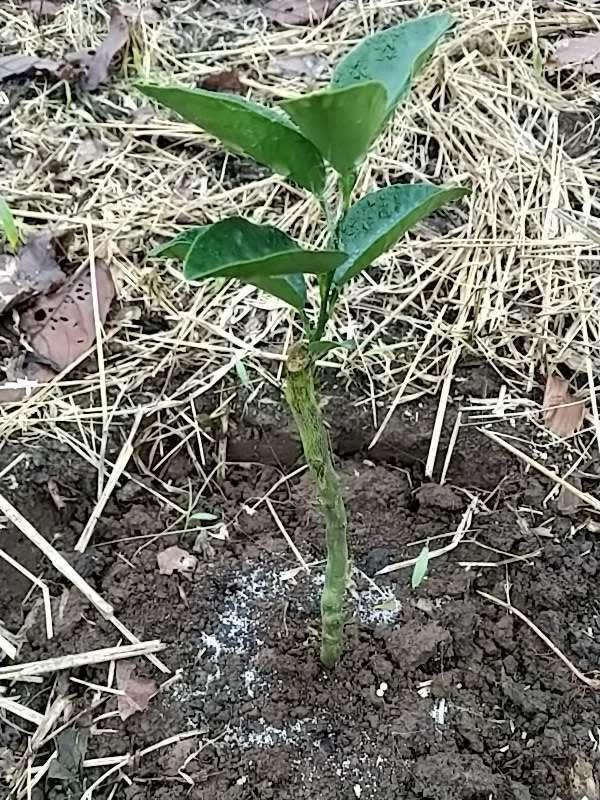 tree image