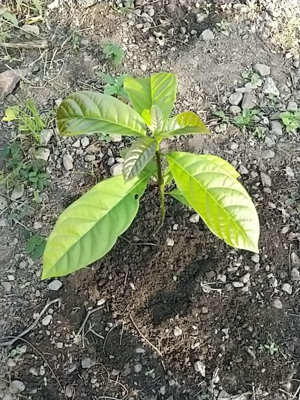 tree image