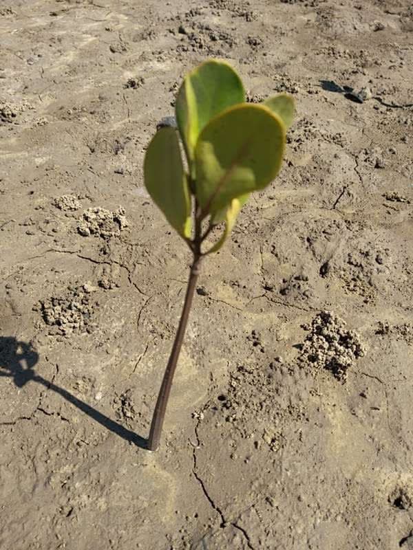 tree image