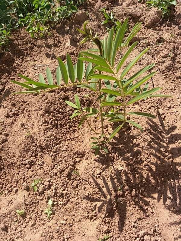 tree image
